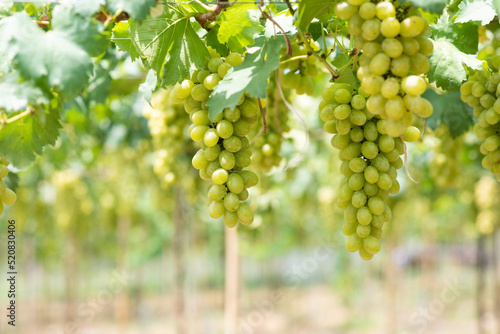 White wine grapes in vineyard on day time. Bunches of white wine green grapes on vine vineyard fruit farm organic at suanphung, ratchaburi thailand.