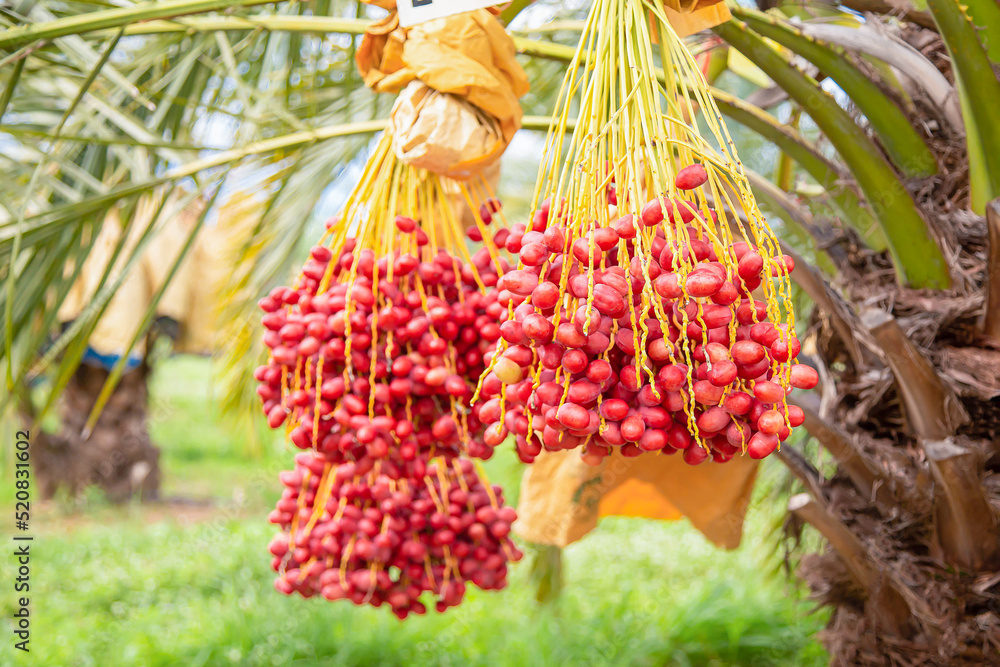 Fototapeta premium fresh dates, harvesting, dates