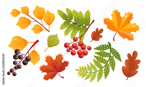 A set of colorful autumn leaves and berries isolated on a white background. Yellowed leaves. Cartoon vector illustration