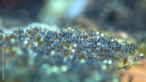 Eggs of false clown anemonefish or nemo (Amphiprion ocellaris)