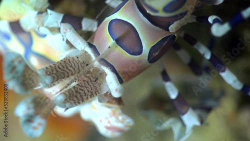 Harlequin shrimp (Hymenocera elegans), close up head