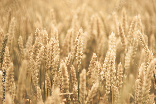 A field of wheat. Background. Nature. Summer harvest.