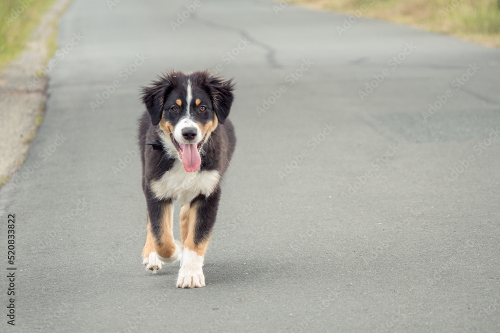 Hund beim Spaziergang in der Natur - Australian Shepherd