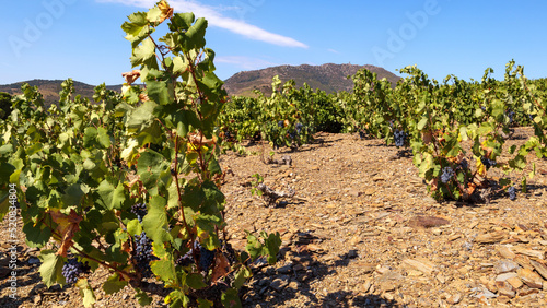 rows of vines at the foot of the Madeloc tower, rangées de pieds de vigne au pied de la tour Madeloc