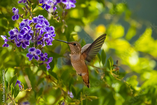 Allen's Hummingbird (Selasphorus sasin) Feeding on Skyflower (Duranta erecta)