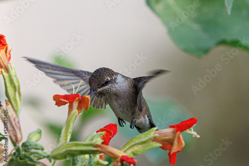 Humming bird getting fuel.