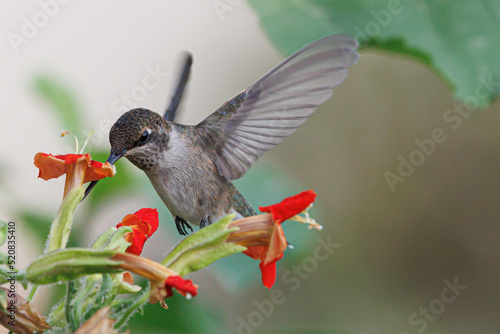 Humming bird getting fuel.