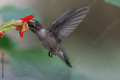 Humming bird getting fuel.