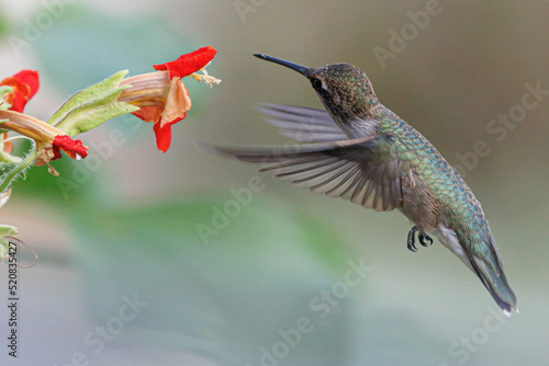 Humming bird getting fuel.