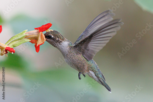 Humming bird getting fuel.