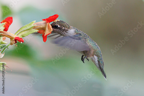 Humming bird getting fuel.