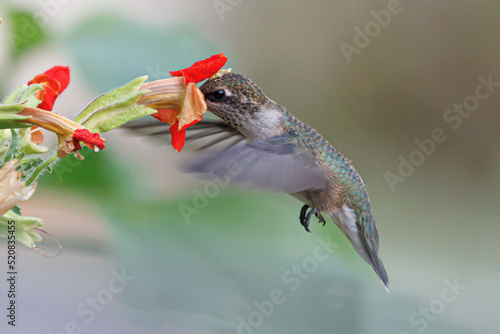 Humming bird getting fuel.