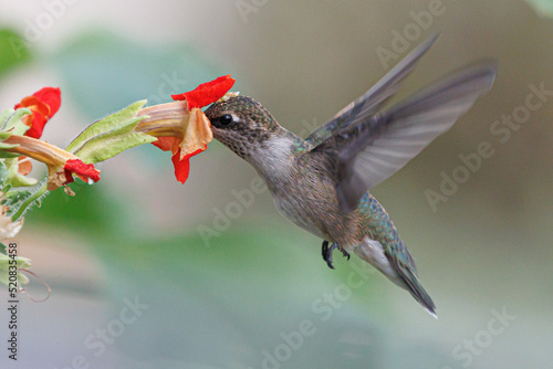 Humming bird getting fuel.