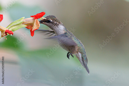 Humming bird getting fuel.