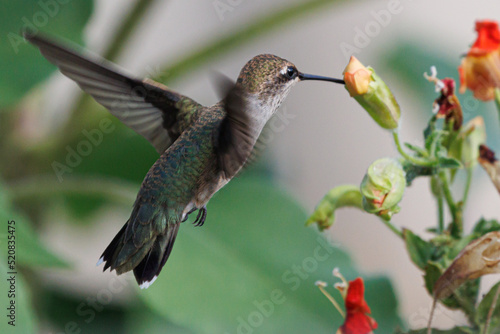 Humming bird getting fuel.