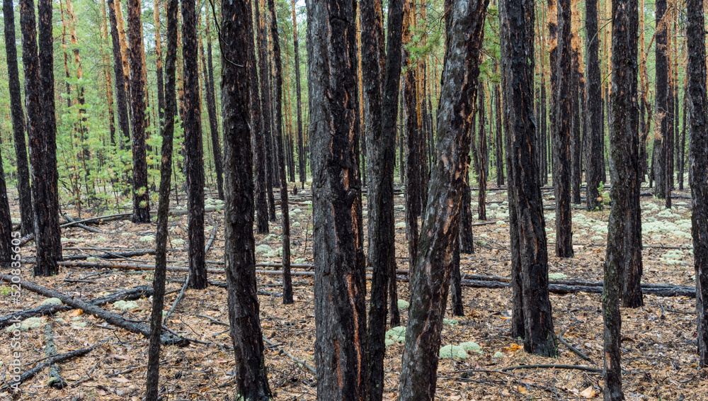light pine forest with tall trees light pine forest with tall trees