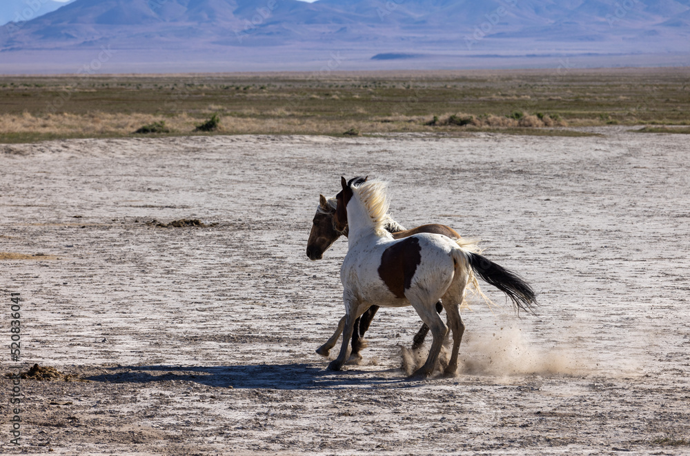 Wild Horse Stallions Fighting in the Utah Desert Wild Horse Stallions Fighting in the Utah Desert