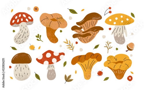 Big autumn set with mushrooms. Mushrooms are different forest. Chanterelles and fly agaric. Edible and poisonous mushrooms. Gribovnitsa and autumn recipe