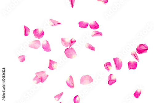 Petal of pink rose where it dances freely. Valentine background. Red pink petals falling