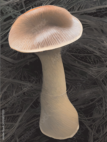 mushrooms on a dark background