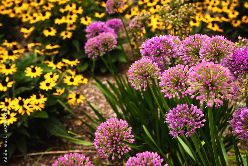 Obraz premium ornamental flowering onion plant and black eyed susans