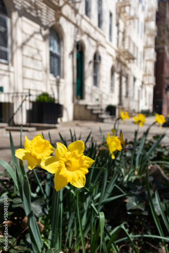 Yellow Spring Flowers along a Residential Sidewalk on the Upper East Side of New York City