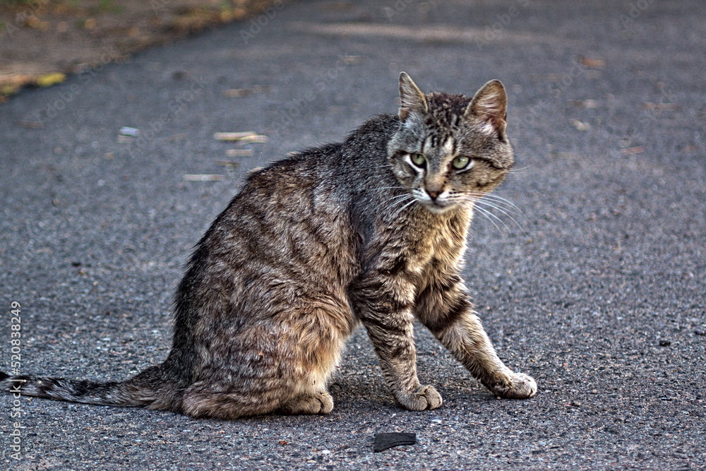 Beautiful striped cat on the sidewalk.
Felis silvestris catus. Beautiful striped cat on the sidewalk.
Felis silvestris catus.