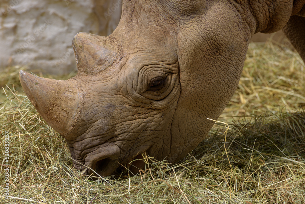 Black Rhinoceros, black rhino or hook-lipped rhinoceros, Diceros bicornis. Chewing on plants Black Rhinoceros, black rhino or hook-lipped rhinoceros, Diceros bicornis. Chewing on plants