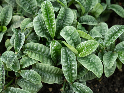 Close up texture of Jungle plants