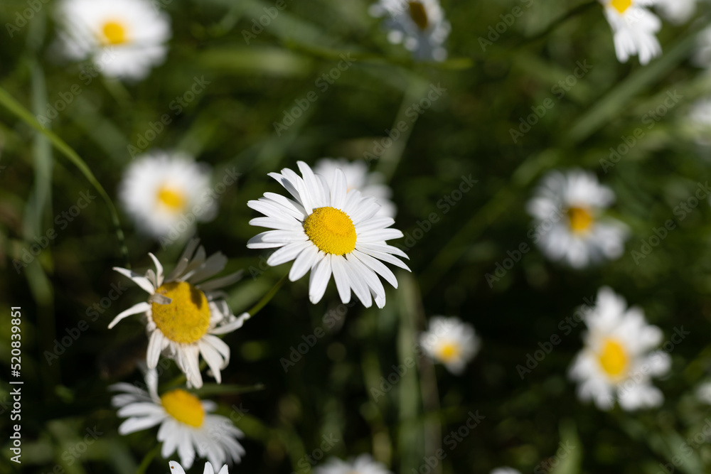 Obraz premium wild plants