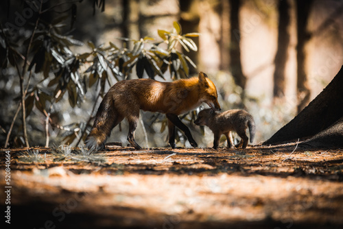 fox/ renards