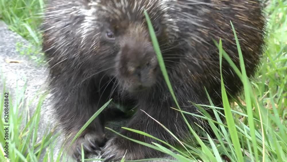 porcupine walks on the grass, Close up
North America nature and porcupine wildlife, Canada, 2022
porcupine walks on the grass, Close up
North America nature and porcupine wildlife, Canada, 2022