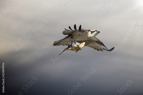 Wild birds canada