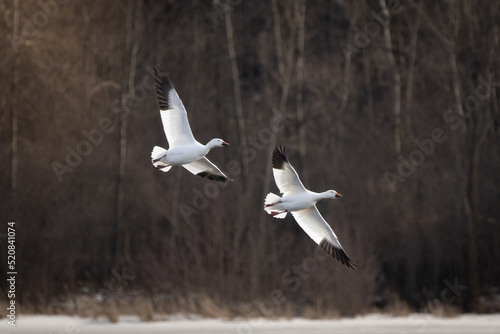 Wild birds canada