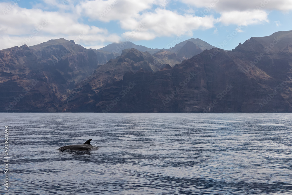 Obraz premium Scenic view on jumping bottlenose dolphins sticking out of water near cliff Los Gigantes, Santiago del Teide, west coast Tenerife, Canary Islands, Spain, Europe. Mammals swimming in Atlantic Ocean
