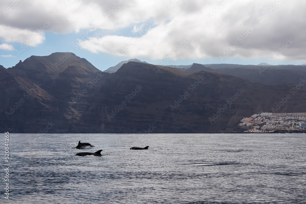 Scenic view on jumping bottlenose dolphins sticking out of water near cliff Los Gigantes, Santiago del Teide, west coast Tenerife, Canary Islands, Spain, Europe. Mammals swimming in Atlantic Ocean Scenic view on jumping bottlenose dolphins sticking out of water near cliff Los Gigantes, Santiago del Teide, west coast Tenerife, Canary Islands, Spain, Europe. Mammals swimming in Atlantic Ocean