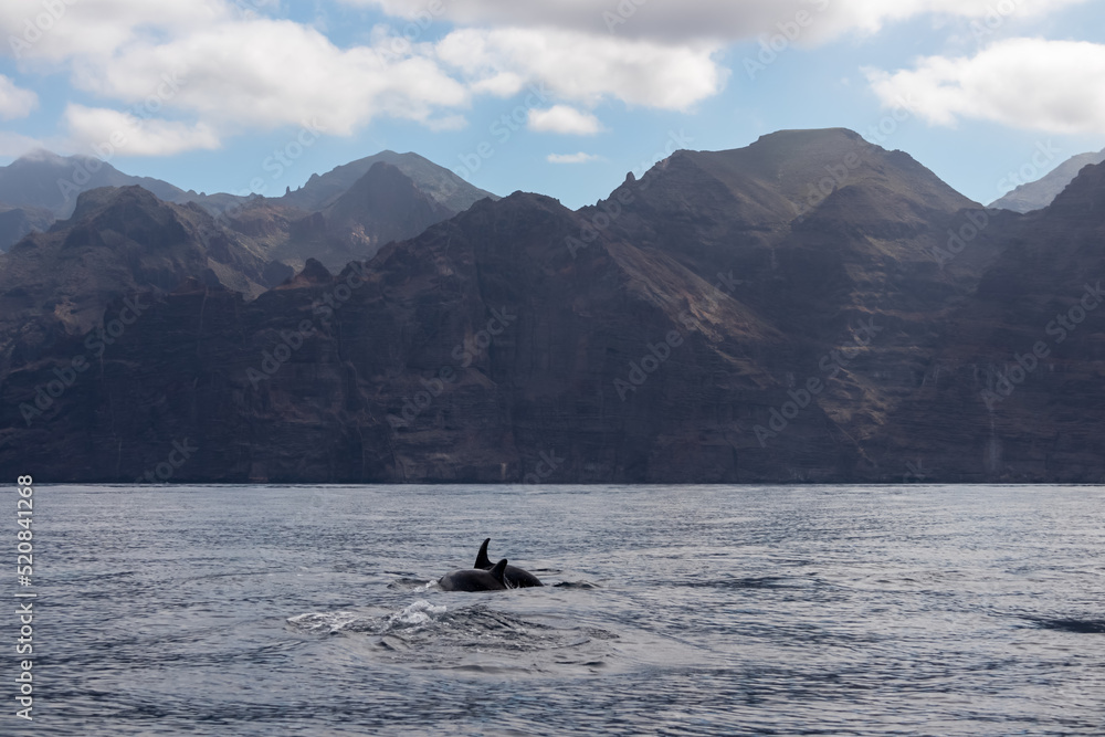 Scenic view on dorsal fin of bottlenose dolphins sticking out of water near cliff Los Gigantes, Santiago del Teide, western Tenerife, Canary Islands, Spain, Europe. Mammals swimming in Atlantic Ocean Scenic view on dorsal fin of bottlenose dolphins sticking out of water near cliff Los Gigantes, Santiago del Teide, western Tenerife, Canary Islands, Spain, Europe. Mammals swimming in Atlantic Ocean