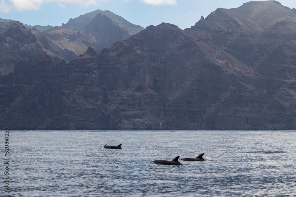 Scenic view on dorsal fin of bottlenose dolphins sticking out of water near cliff Los Gigantes, Santiago del Teide, western Tenerife, Canary Islands, Spain, Europe. Mammals swimming in Atlantic Ocean Scenic view on dorsal fin of bottlenose dolphins sticking out of water near cliff Los Gigantes, Santiago del Teide, western Tenerife, Canary Islands, Spain, Europe. Mammals swimming in Atlantic Ocean