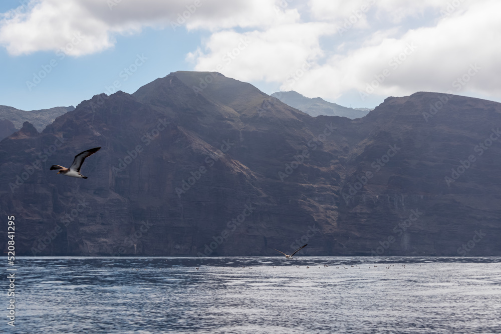 Obraz premium Scenic view on seagull birds flying near cliff Los Gigantes, Santiago del Teide, west coast Tenerife, Canary Islands, Spain, Europe. Marine life on the Atlantic Ocean. Feeling of freedom on the sea