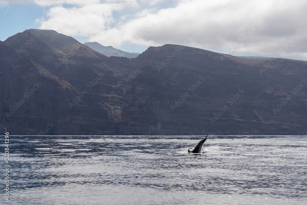 Obraz premium Scenic view on jumping bottlenose dolphins sticking out of water near cliff Los Gigantes, Santiago del Teide, west coast Tenerife, Canary Islands, Spain, Europe. Mammals swimming in Atlantic Ocean