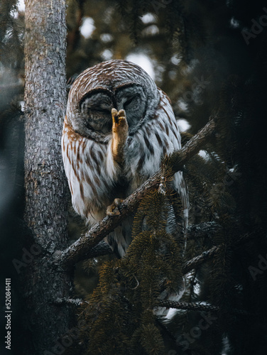 Wild Owls