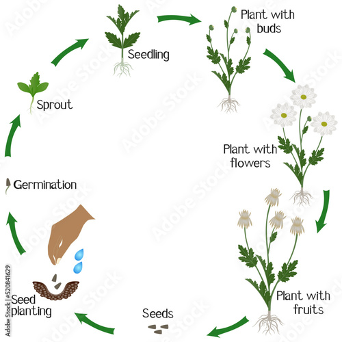 A growth cycle of a chamomile chrysanthemums flowers on a white background.