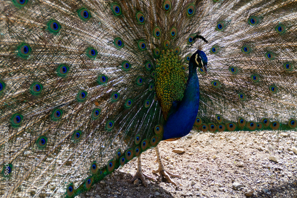 Obraz premium a majestic and proud peacock