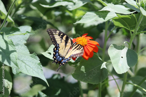 butterfly on flower