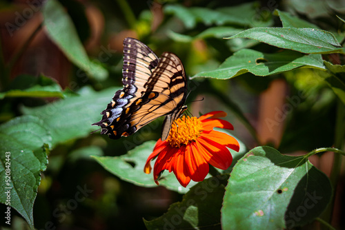 butterfly on flower