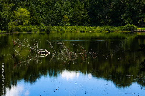 Driftwood pond
