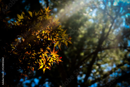 Summer leaves