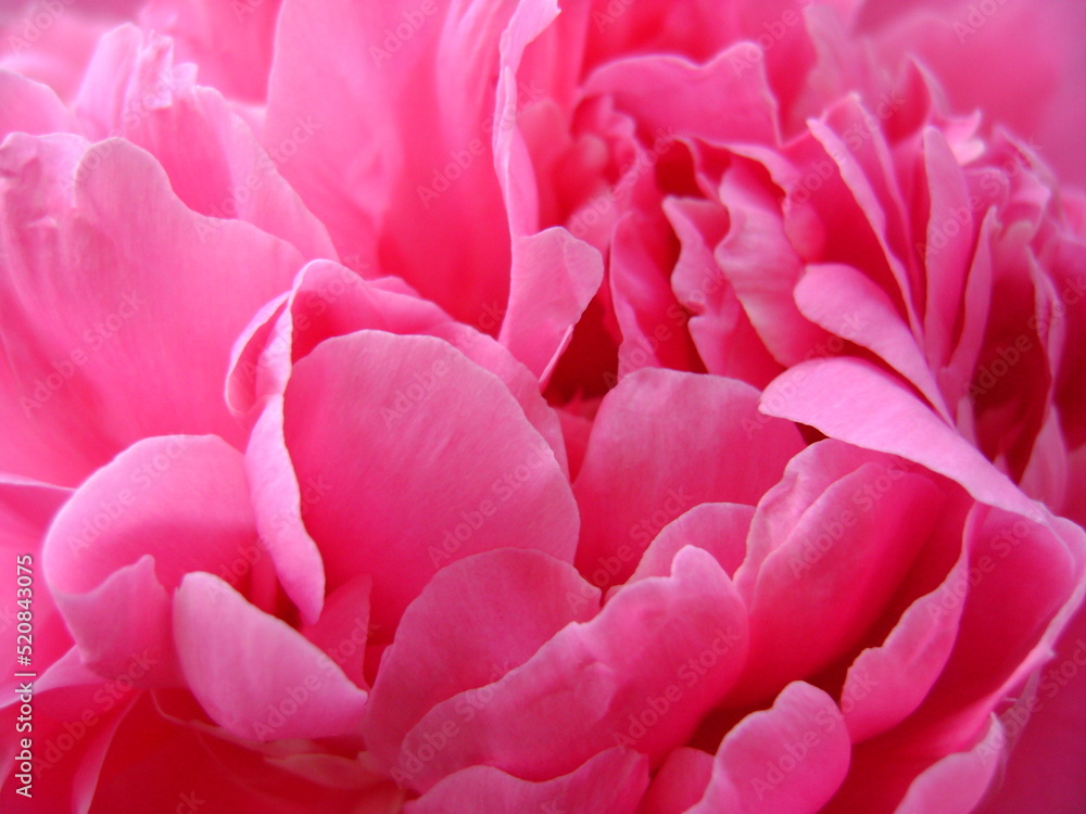 pink peony petal