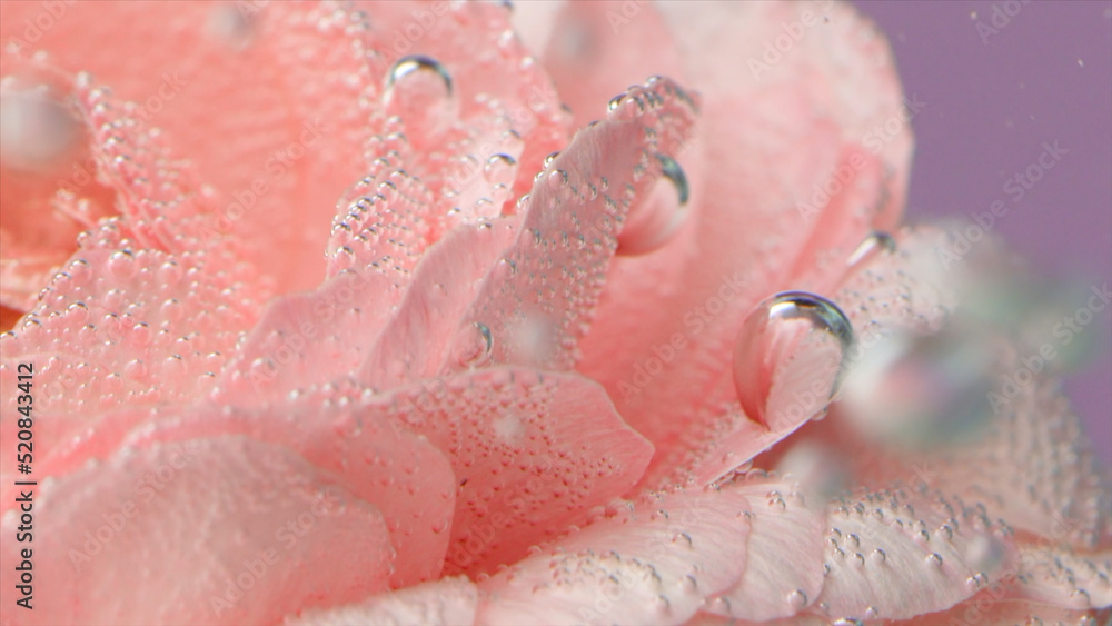 Fototapeta premium Bubbles on rose under water. Stock footage. Delicate rose petals with bubbles or drops. Pink rose with refreshing bubbles on petals in clear water
