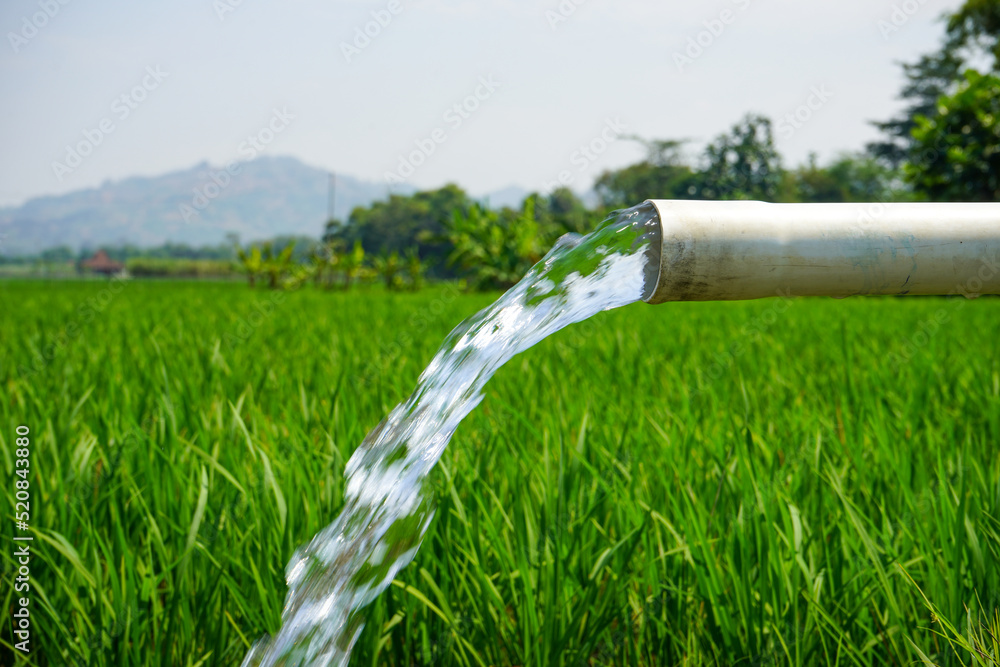 Irrigation of rice fields using pump wells with the technique of